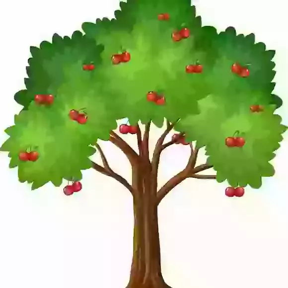 Year 2 Cherry Class 